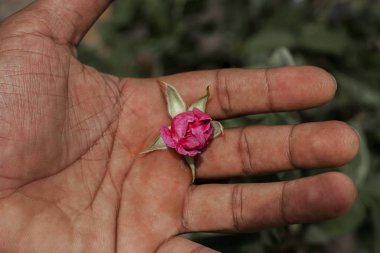 Elinde küçük pembe güller