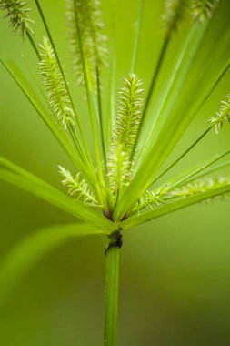 Yeşil yabani çiçekler ve bulanık arka plan