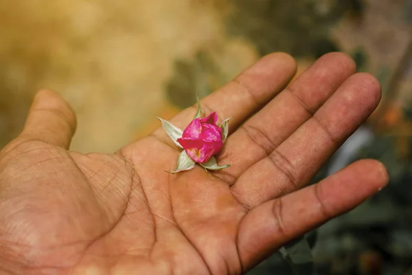 Elinde küçük pembe güller