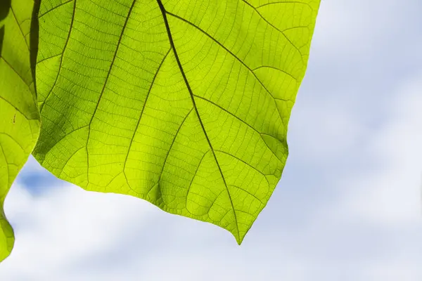 緑の葉と美しい空 — ストック写真
