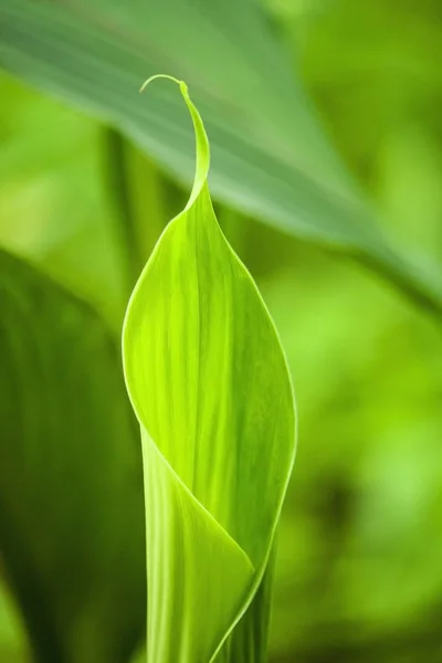 春の明るい緑の葉 — ストック写真
