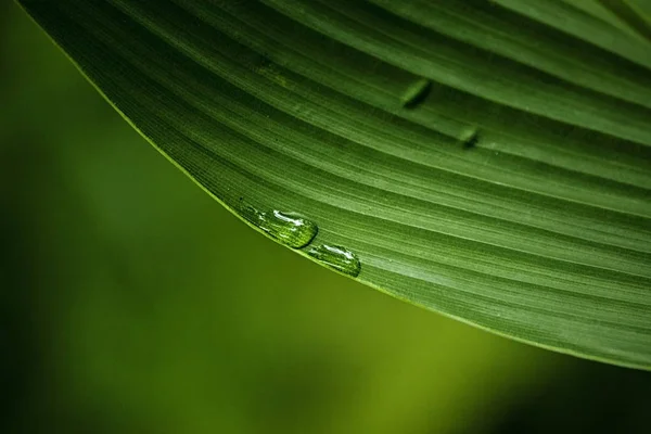 Gotas Água Nas Folhas Floresta — Fotografia de Stock