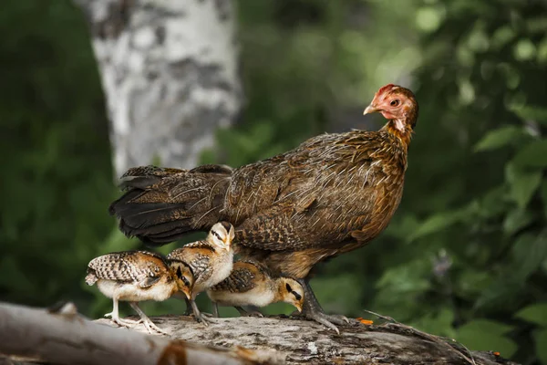 Hen and chicks walk in the forest