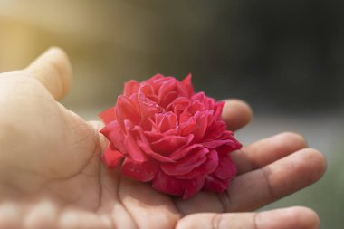 Elinde kırmızı güller