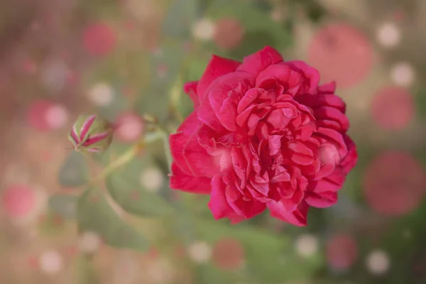 Kırmızı güller ve güzel bokeh