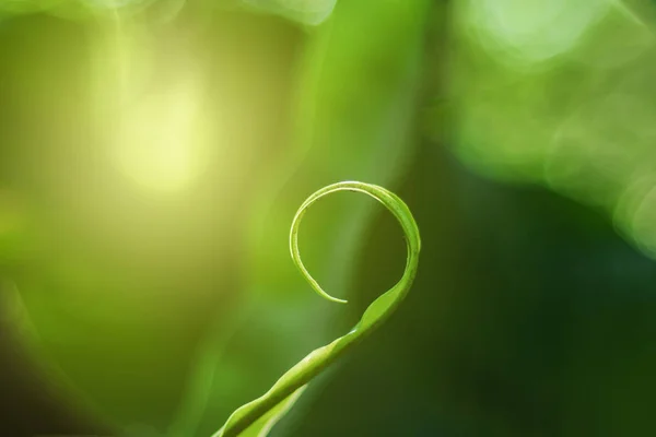 熱帯雨林で育つ新しい葉の成長 — ストック写真