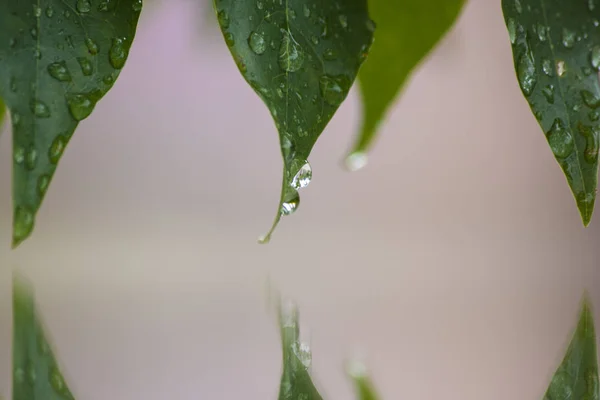 Kapky Vody Listí Dešti — Stock fotografie