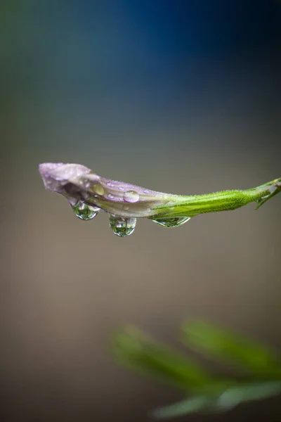 Gotas Água Flores Após Chuva — Fotografia de Stock