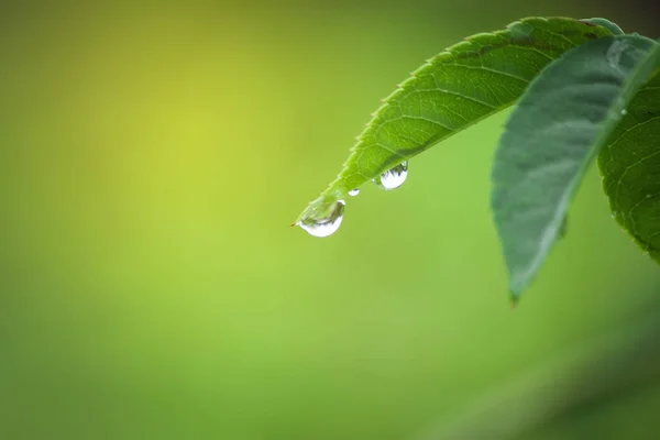 Bulanık bir arka plan üzerinde yaprakların ucundaki su damlacıkları