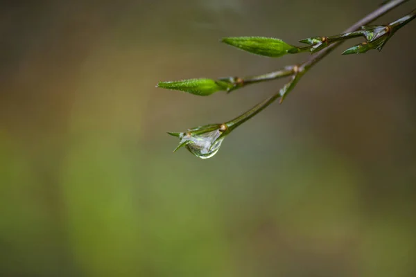 Gotas Água Nas Extremidades Dos Ramos Fundo Turvo — Fotografia de Stock