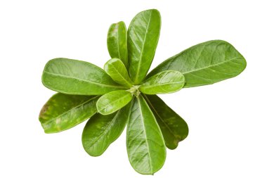 Beyaz bir arka plan üzerinde izole açelya yaprakları