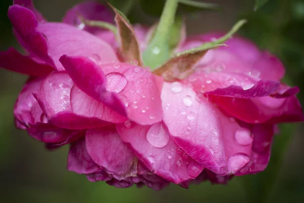 Water drops on the back of pink roses