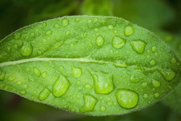 Gotas Água Nas Folhas Verdes — Fotografia de Stock