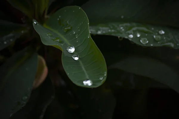 Gotas Água Nas Folhas — Fotografia de Stock