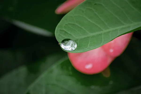 Gotas Água Nas Folhas — Fotografia de Stock