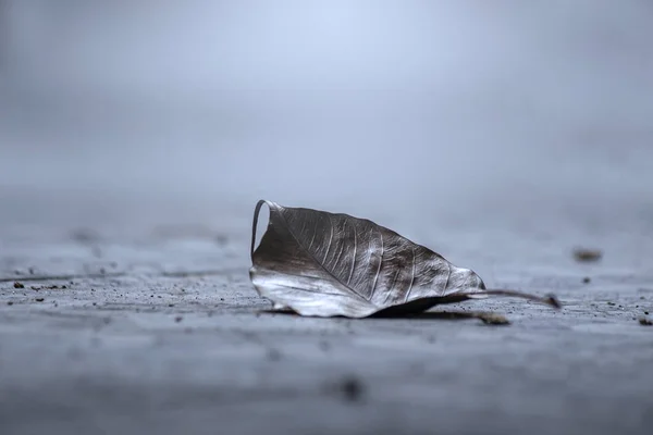 Folhas Secas Que Caíram Chão Mostrando Sentimentos Tristes Solitários — Fotografia de Stock