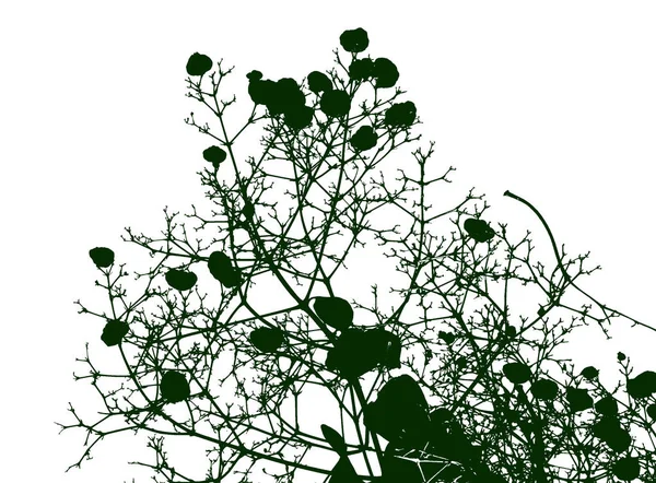 Silhouette Verte Branches Fleurs — Photo