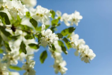 Doğanın arka planında çiçek açan elma, bahar çiçekleri..