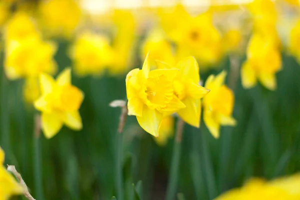 Increíble Campo Flores Narcisos Amarillos Luz Del Sol Mañana Imagen — Foto de Stock