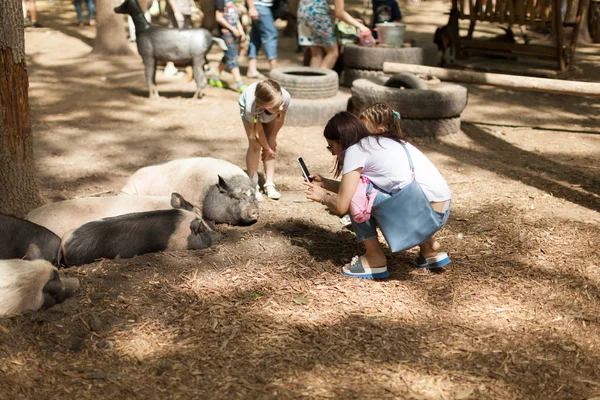 Mensen Fotograferen Groot Varken Dieren Een Contact Dierentuin Een Mobiele — Stockfoto