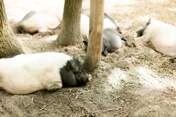 Pigs on the farm. Happy pigs on pig farm resting under sunlight.