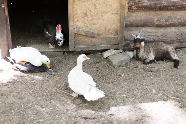 Hausente Und Ziegen Vogelhof — Stockfoto