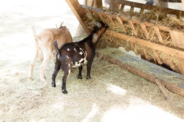 Junge Ziege Frisst Trockenes Stroh Bauernhof — Stockfoto