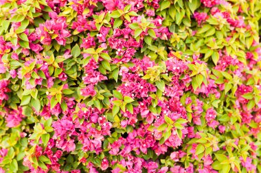 yatay görüntü kadar yakın kırmızı çiçek ve yaprak yeşil arka plan