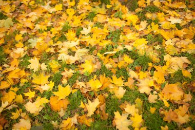 Güneşli gün ışığına tonlu arka planda çimlerin üzerine düşen sonbahar yaprakları