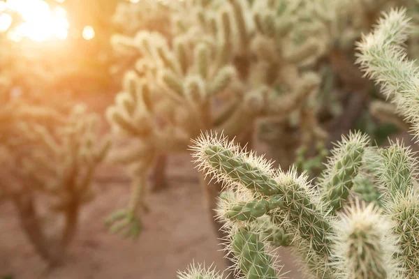 Velký Kaktus Trny Divoké Bodlinatý Pozadí Zblízka — Stock fotografie