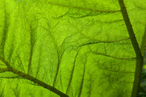 Groene Blad Achtergrond Close Van Horizontale Tramsparent Textuur — Stockfoto