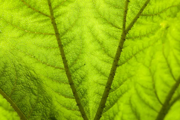 Zielony Liść Tło Zbliżenie Tekstura Poziome Tramsparent — Zdjęcie stockowe