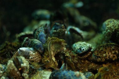 Midye arka planda sualtı akvaryum kapatın.