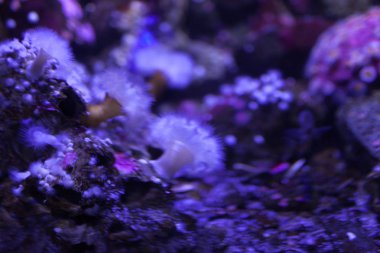 Beyaz deniz anemone mavi flüoresan ışık.