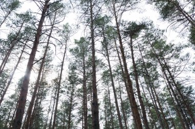 Çam ormanı üzerinde yaz gününde görüntülemek