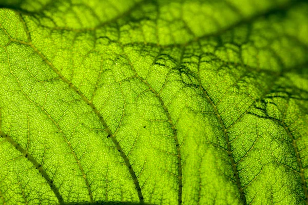 Grüne Blatt Hintergrund Nahaufnahme Horizontal Tramsparente Textur — Stockfoto