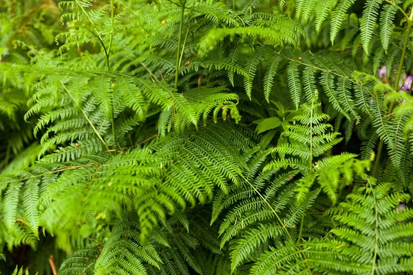 Beautyful ferns yeşil yeşillik doğal çiçek fern arka plan güneş ışığı altında bırakır. Yatay görüntü.