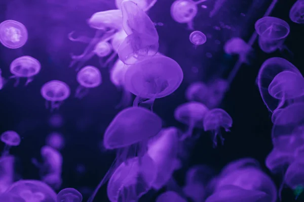 Jellyfish in action in the aquarium,Creating beautiful effect while in motion.