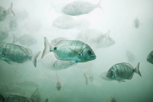 Pesci Acquario Serbatoio Ubder Acqua Allevamento Sealife Sfondo — Foto Stock