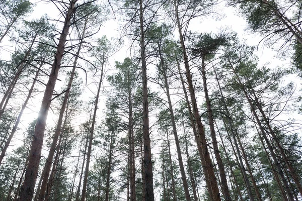 Çam ormanı üzerinde yaz gününde görüntülemek