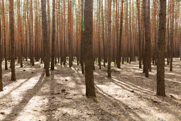 çam ormanı yaz sezonu