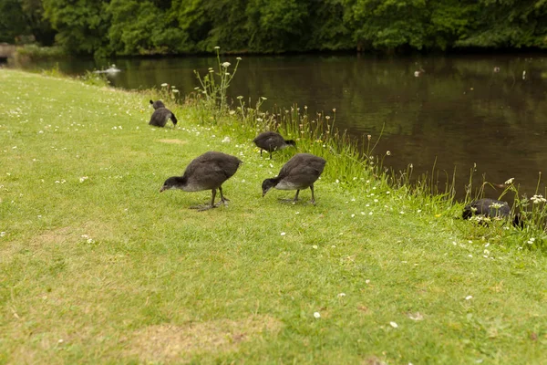 group of ducks on the grass and one duck in the water