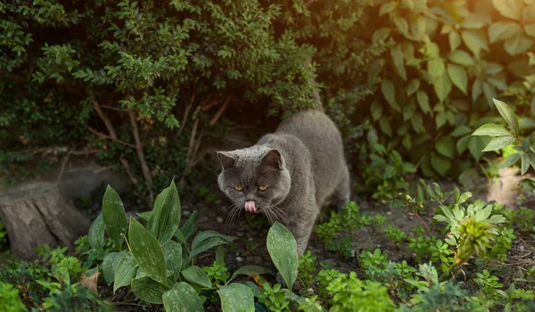 Portrét britská krátkosrstá kočka v zahradě v podsvícení. — Stock fotografie