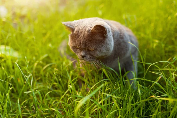 Portrét britská krátkosrstá kočka v zahradě v podsvícení. — Stock fotografie