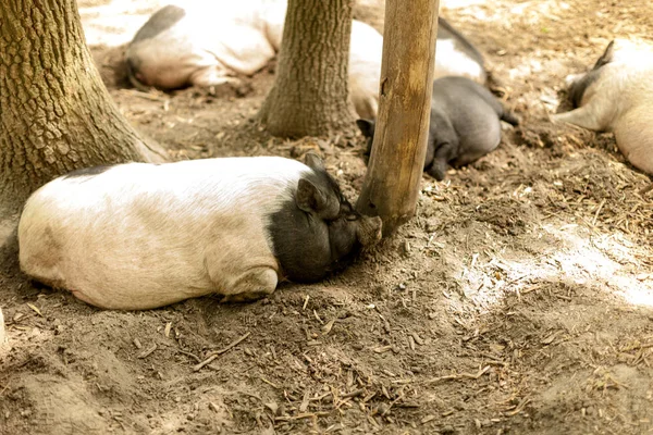 Pigs on the farm. Happy pigs on pig farm resting under sunlight