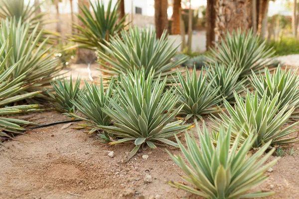 Grup dari semak kaktus di taman bunga hias Agave — Stok Foto