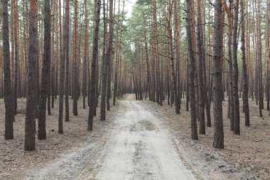 çam ormanı kırsal yol
