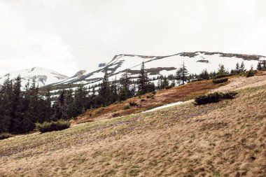 Mavi gökyüzü ve kar dağ ile yeşil çimen