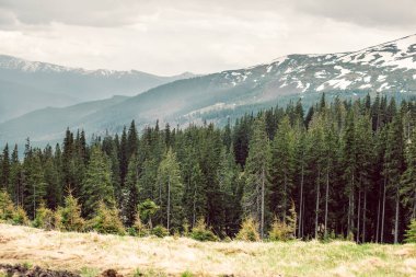 Mavi gökyüzü ve kar dağ ile yeşil çimen