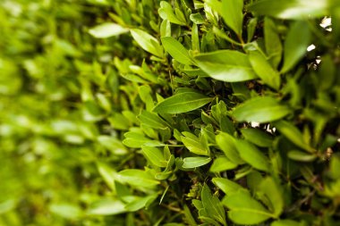 Yaprak yeşil duvar arka plan yatay görüntü